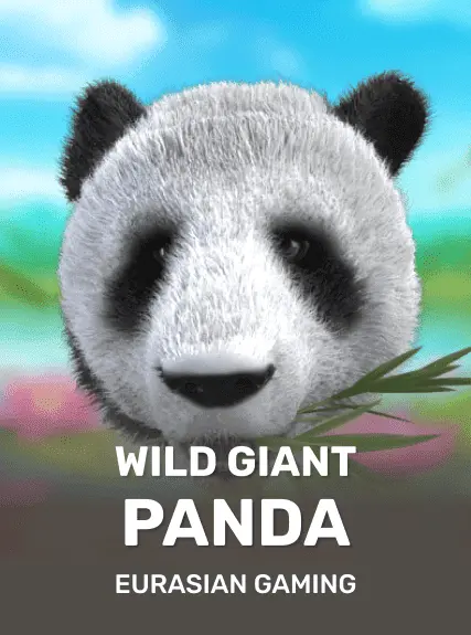 Wild Giant Panda